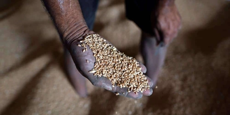 A worker displays grains of wheat inside a mill of refined wheat flour at Khanna in India's Punjab state on May 18, 2022. - When New Delhi banned wheat exports as prices soared over Russia's invasion of Ukraine it provoked consternation abroad and drove the cereal even higher. Now domestic values have plummeted and Indian farmers and traders are fuming they have been denied a windfall. (Photo by Sajjad HUSSAIN / AFP)