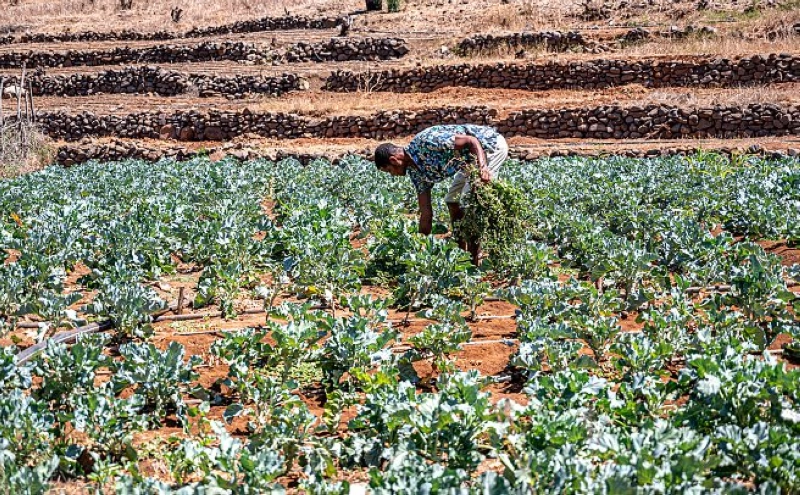 La fondation OCP a accompagné et formé plus de 800 coopératives marocaines et africaines.