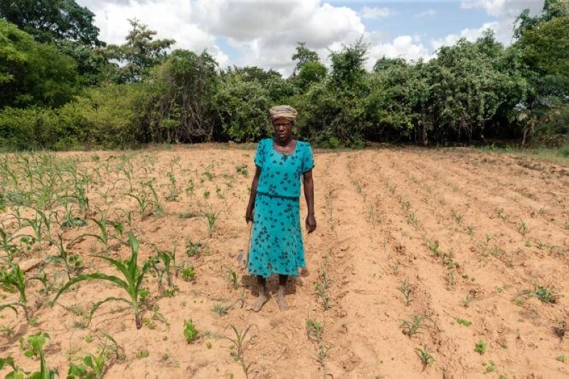 Josephine Ganye working in her wilting and stunted maize fields due to the unrelenting heat and poor rainfall in the drought prone Buhera on January 28, 2020. - Josephine and Laiton Ganye are among beneficiaries of the 36 three-roomed houses built by the Methodist Development and Relief Agency (MeDRA) built for those whose homes were destroyed during Cyclone Idai in 2019. (Photo by Jekesai NJIKIZANA / AFP)