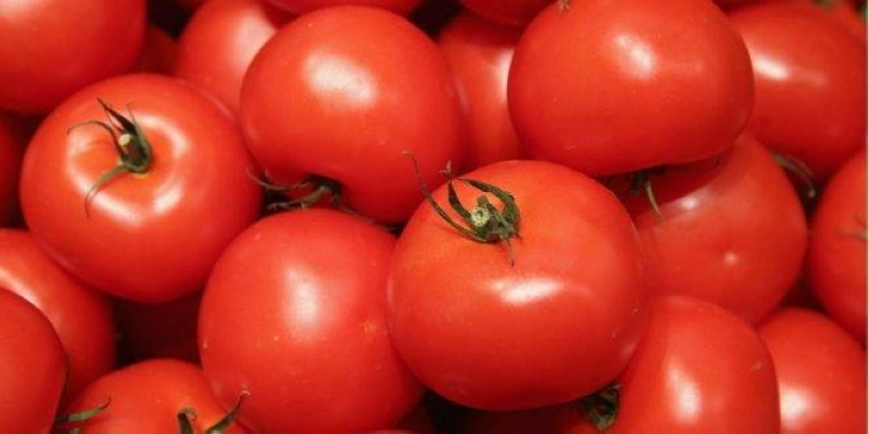 Même avec l'interdiction de l'export, le prix de la tomate ne devrait pas chuter en dessous de 7 DH.