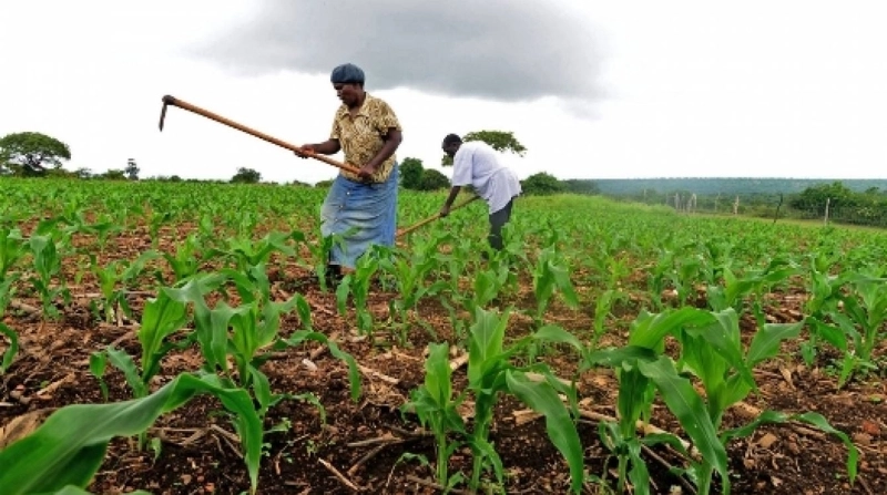 OBG et OCP révèlent les pratiques novatrices dans le secteur agricole africain.