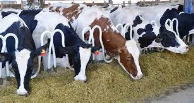 Fin des subventions pour l'importation de bovins et moutons. Place à un nouveau programme pour 2024.