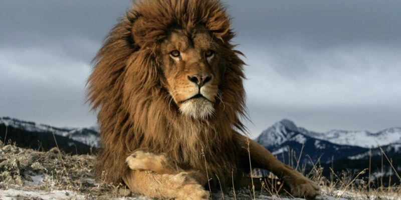 Majestueux, le Lion de Barbarie régnait en maître sur les montagnes de 'Atlas