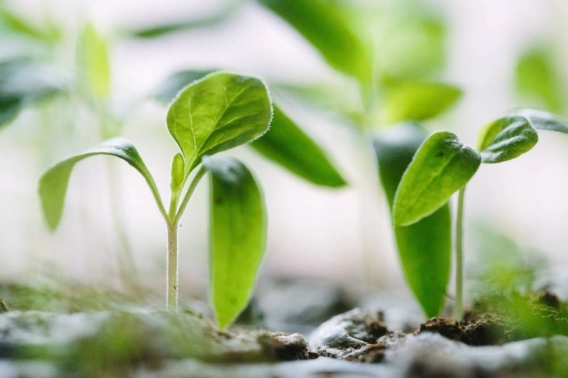 L'UM6P et les domaines agricoles créent une JV sous le nom de "Daumtech".