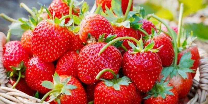 Fraises contaminées. Des échantillons sont actuellement entre les mains de laboratoires agréés par l'ONSSA.