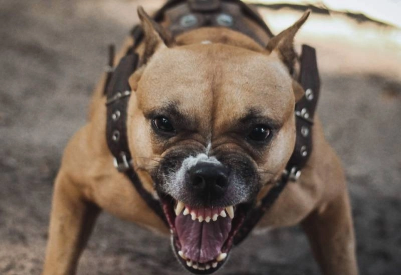 La détention de chiens de races dangereues est punie par la loi marocaine