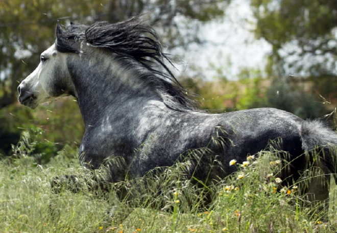 Le cheval Barbe et Arabe-Barbe sera au coeur du Maroc Rallye Equestre 2024.