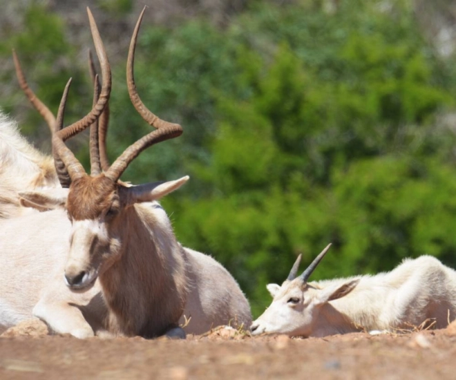 Nouveau Addax.