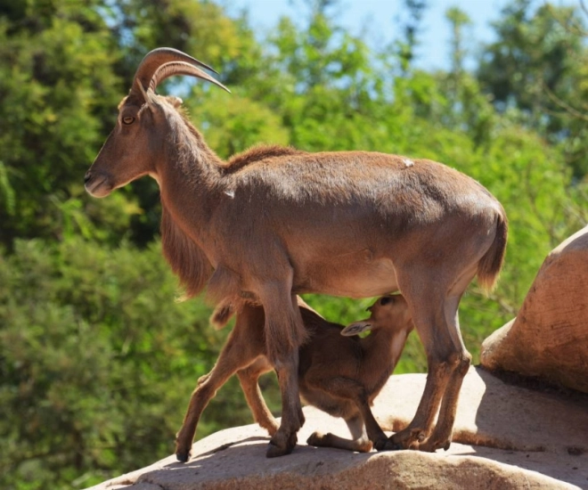 Bébé mouflon à manchettes.