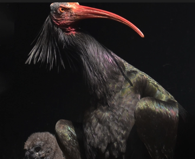 Ibis chauve nouveaux nés.