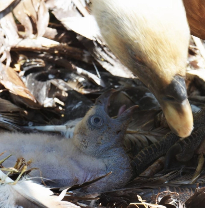 Nouveau bébé vautour fauve.