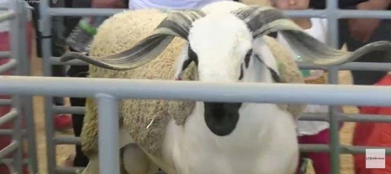 Aid Al Adha constitue environ 30% du budget annuel des ménages dédié à la viande.
