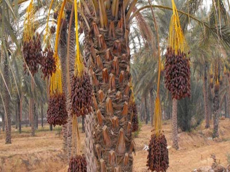 Un nouveau projet pour la protection de l'oasis de Taghjijt à Guelmim à été lancé.