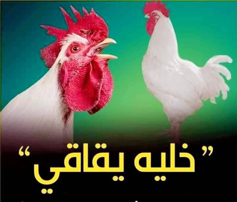 Les Marocains ont réagi avec force sur les plateformes numériques face à l'envolée des prix du poulet.