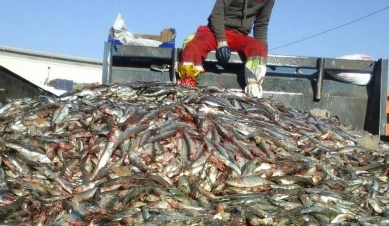 Du poisson avarié pour alimenter les animaux
