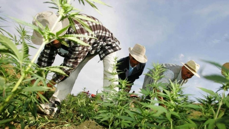 Grand soulagement pour les cultivateurs poursuivis ou recherchés