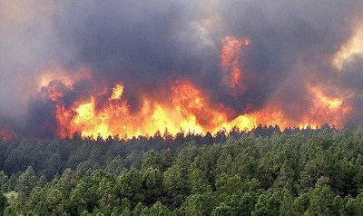 En 2024, le Maroc a enregistré une nette réduction des incendies de forêt, avec seulement 780 hectares brûlés.