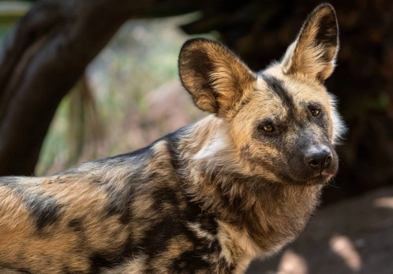 Arrivée de Lycaons, chiens sauvages d'Afrique au Jardin Zoologique National de Rabat.
