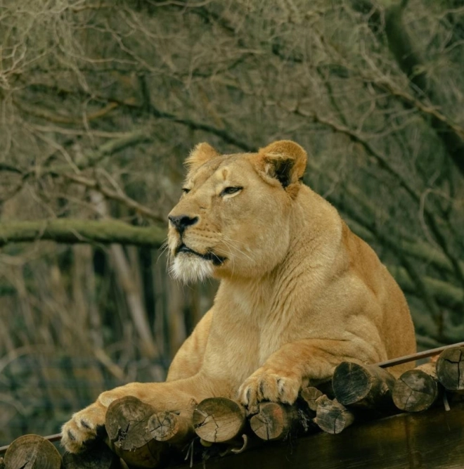 Lionne de l'Atlas, majestueuse créature