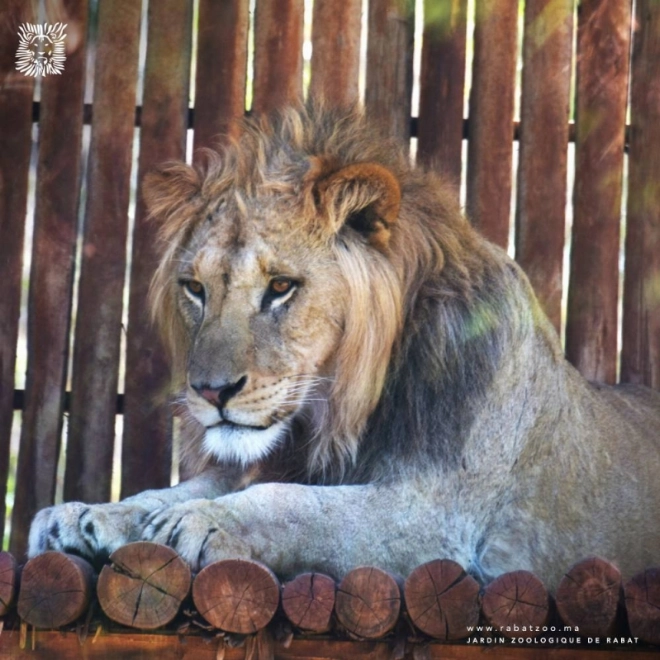 Layt, jeune lion de l'Atlas âgé 7 ans