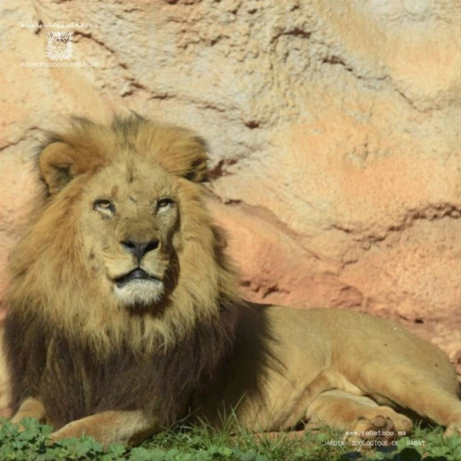 Le zoo de Rabat préserve la plus grande collection des lions de l’Atlas