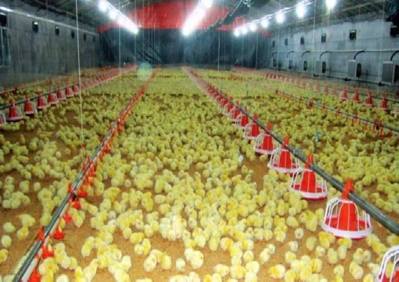 Les pratiques anti-concurrentielles seraient à l'origine de l'augmentation du prix de revient du poulet de chair.