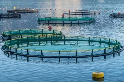 En 2024, 200 fermes aquacoles ont été installées selon l'ANDA.