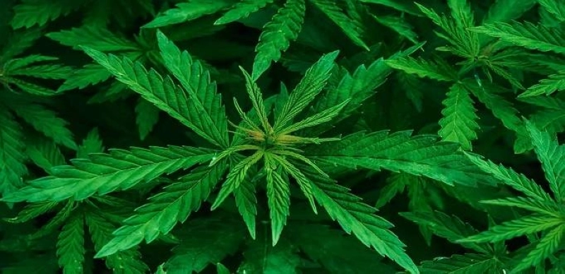 En 2024, l’agence nationale de réglementation des activités relatives au cannabis a traité 4 158 demandes de licences, accordant 3 371 autorisations,