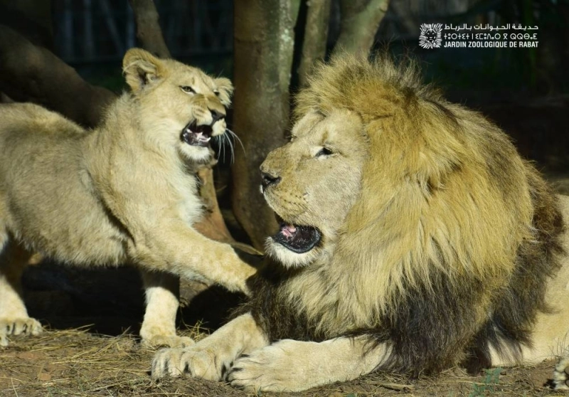 Plus de 220 naissances ont été enregistrées en 2024 au Jardin Zoologique National de Rabat parmi les lions de l'Atlas.