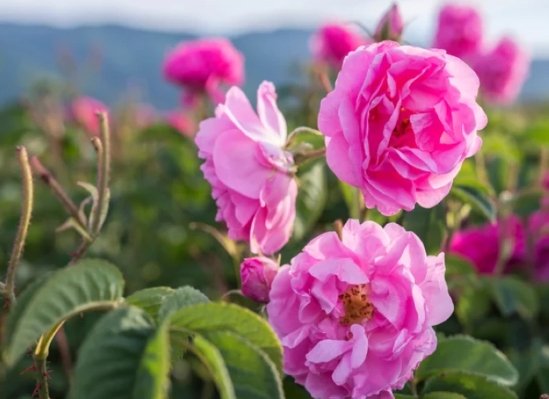 La rose de Damas