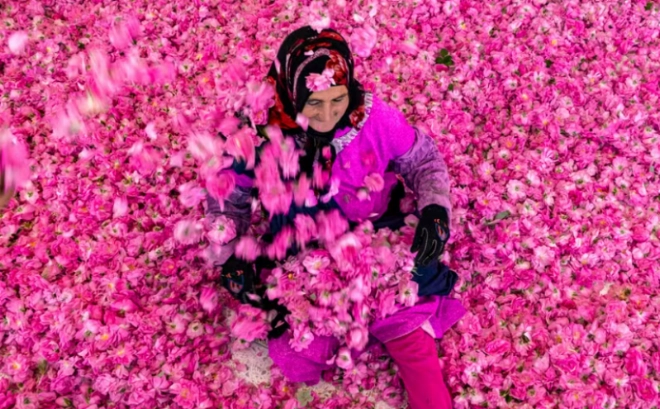 Une ouvrière au milieu d’une récolte de roses à Kelaat Mgouna- AFP.