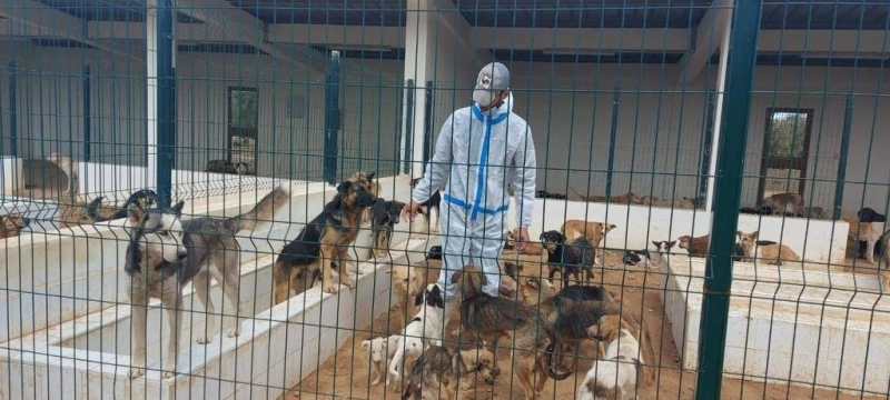 Un refuge pour chiens errants à Tanger