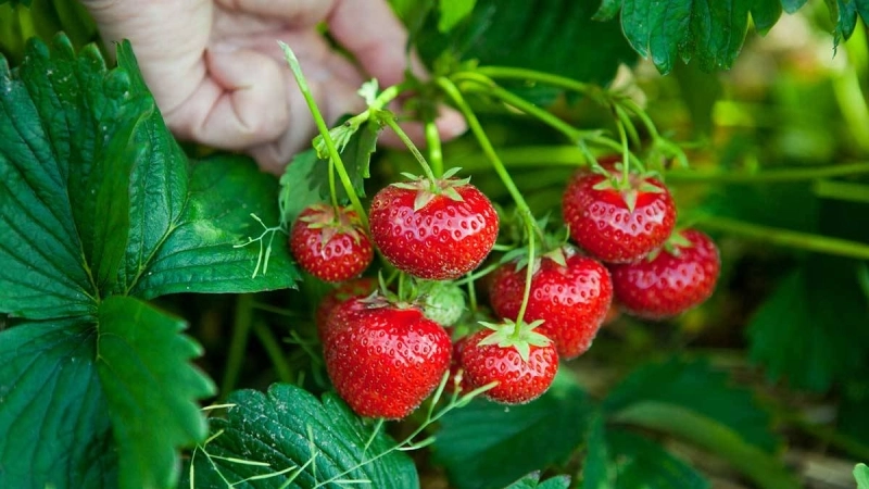 Des fraises contaminées, juste une rumeur qui refait surface