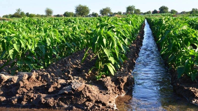 L'utilisation des eaux usées pour l'irrigation est une double catastrophe