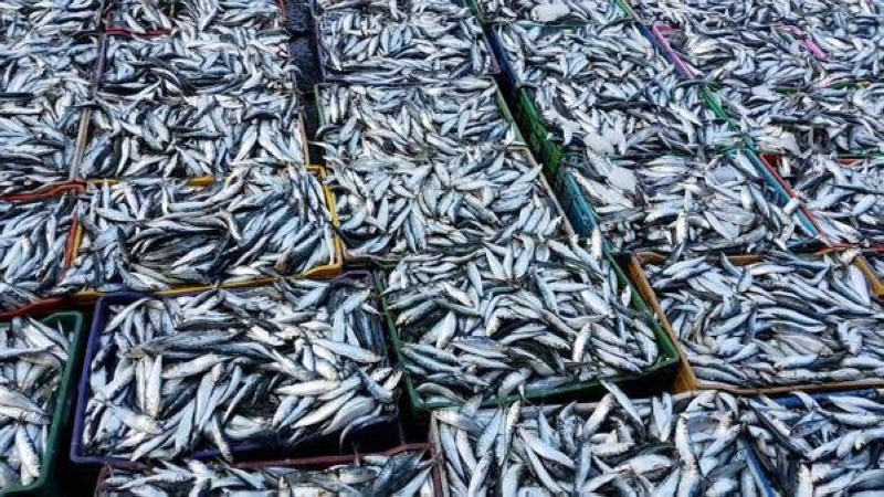 la Confédération nationale des commerçants de poisson en gros alerte sur l'impact des ventes informelles, de la médiation illégale et du manque de contrôle, qui favorisent l’anarchie et la hausse des prix.
