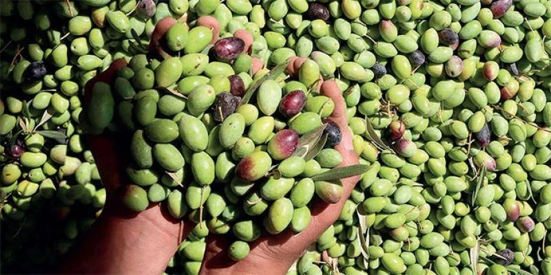 Depuis son lancement, Al Moutmir a installé plus de 6 930 plateformes de démonstration (PFDs) dédiées à l’olivier à travers le Maroc.