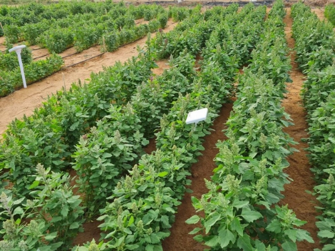 Vue d'un champ de quinoa à Rehamena