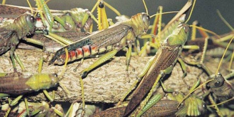 Une invasion massive de criquets pèlerins touche plusieurs régions du sud du Maroc, semant la panique parmi les agriculteurs.