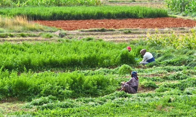 Plus d’un tiers des hommes possèdent des terres agricoles, moins de 7 % des femmes en sont propriétaires.