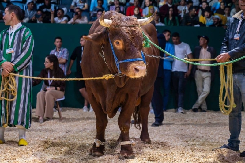 Au SIAM 2025, 248 éleveurs ont présenté leurs animaux lors des concours de sélection organisés au pôle Élevage.