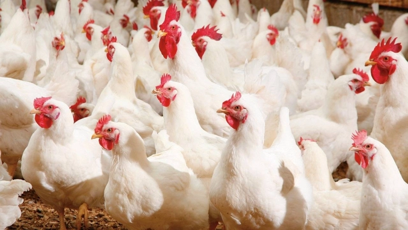 Le marché marocain de la volaille subit une hausse des prix, suite aux dysfonctionnements dans la commercialisation et de l’envolée des coûts de production, comme l’a reconnu le ministre de l’Agriculture.