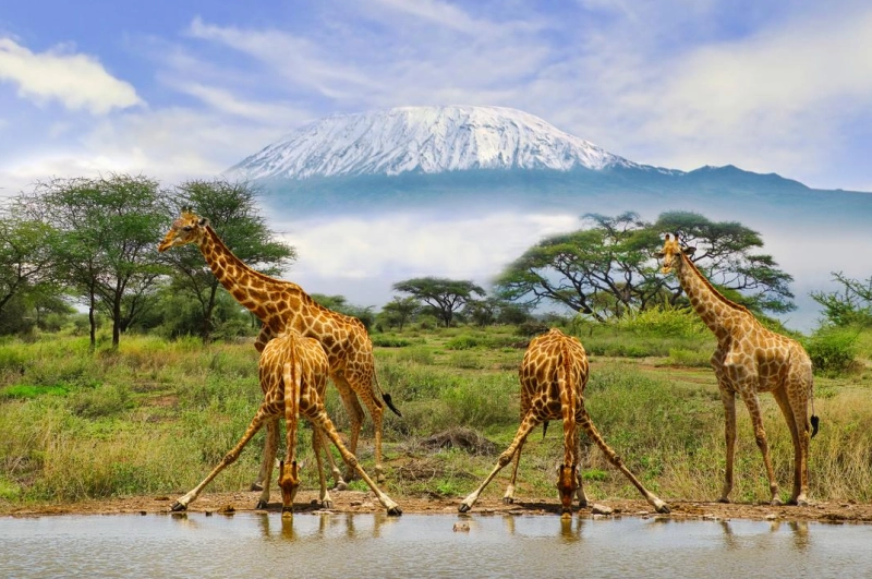 Safari au Kenya