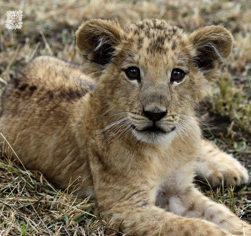 La lionne de l'Atlas