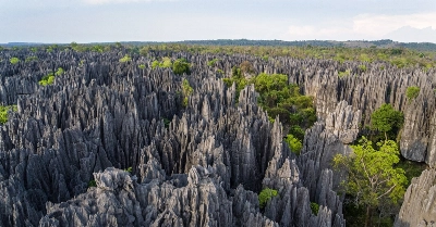 Les forêts sèches de l’Andrefana