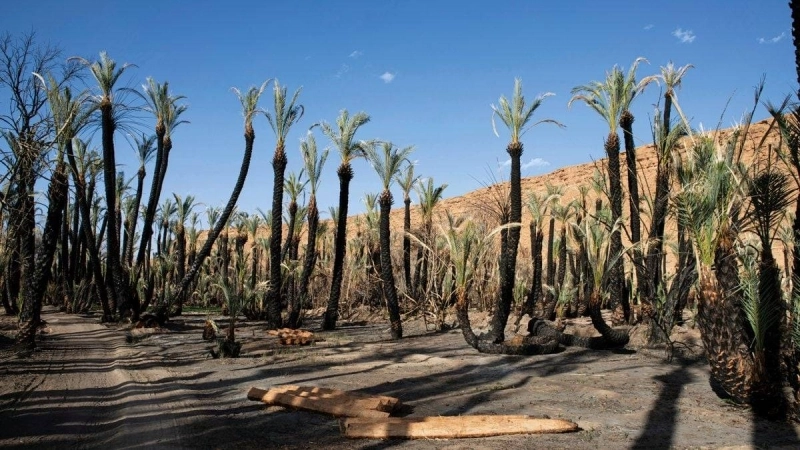 Le ministère de l’Agriculture met en œuvre un plan d’urgence à Zagora pour préserver l’agriculture oasienne.