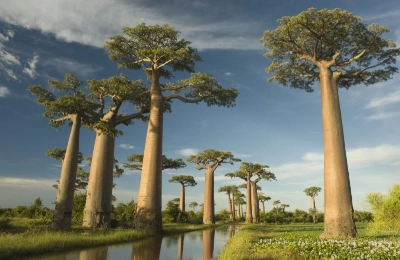 Les Forêts humides de l’Atsinanana à Madagascar
