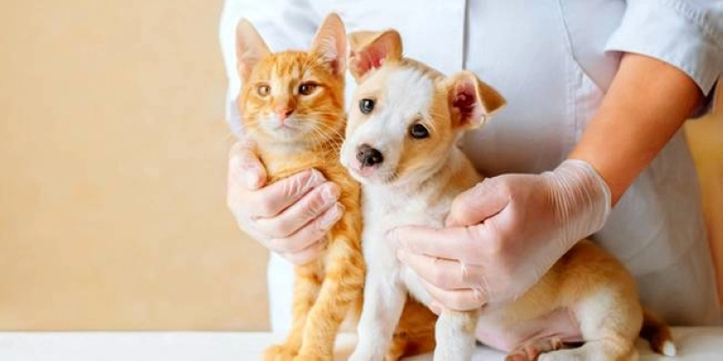 Sanlam lance la première assurance santé pour animaux de compagnie au Maroc.
