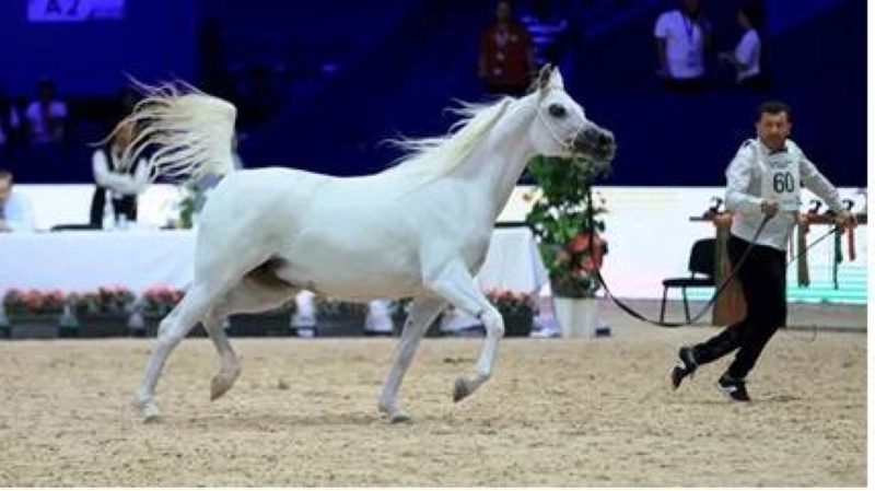 Le pur sang arabe à l'honneur