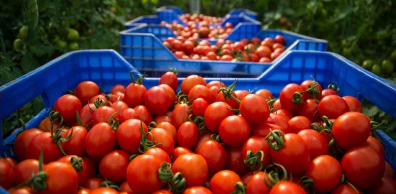 Tomates cerises marocaines. LONSSA rassure, aucune suspension des exportations vers l’Europe.