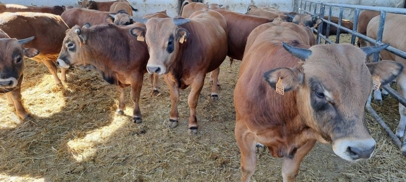 Le Maroc suspend temporairement l’importation de bovins vivants en provenance d’Espagne pour protéger son cheptel national.